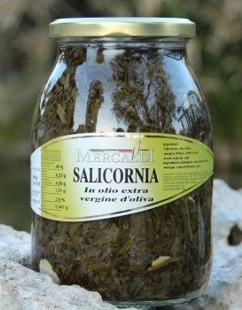 salicornia